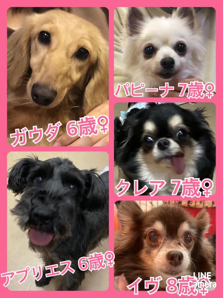 🐾今日の里親様募集中ワンコ🐶メンバーです🐾2021,2,12